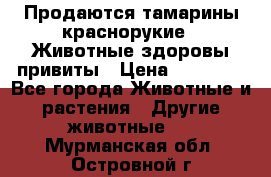 Продаются тамарины краснорукие . Животные здоровы привиты › Цена ­ 85 000 - Все города Животные и растения » Другие животные   . Мурманская обл.,Островной г.